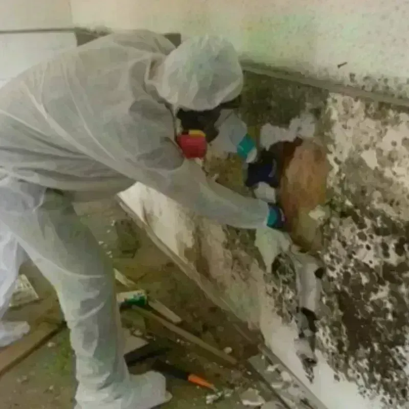 Mold Remediation and Removal in Delphos, OH